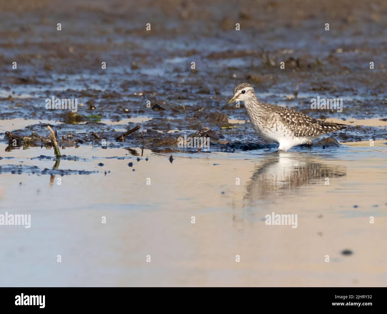 Ein Sandpiper (Tringa glareola) im Hickling Broad Naturschutzgebiet, Norfolk Stockfoto