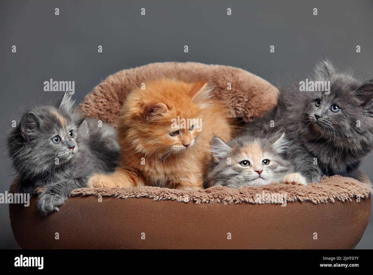 Fünf kleine bunte Katzen Kätzchen sitzen in einem pelzbraunen Tierkorb Stockfoto