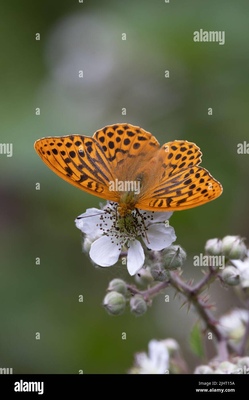 Silbergewaschene Fritilläre (Argynnis paphia) Kelling UK, GB, Juli 2022 Stockfoto