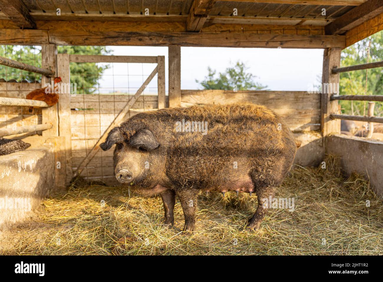 Ungarisches Mangalica-Schwein mit dickem, lockigen Haarkleid auf der Suche nach Nahrung Stockfoto