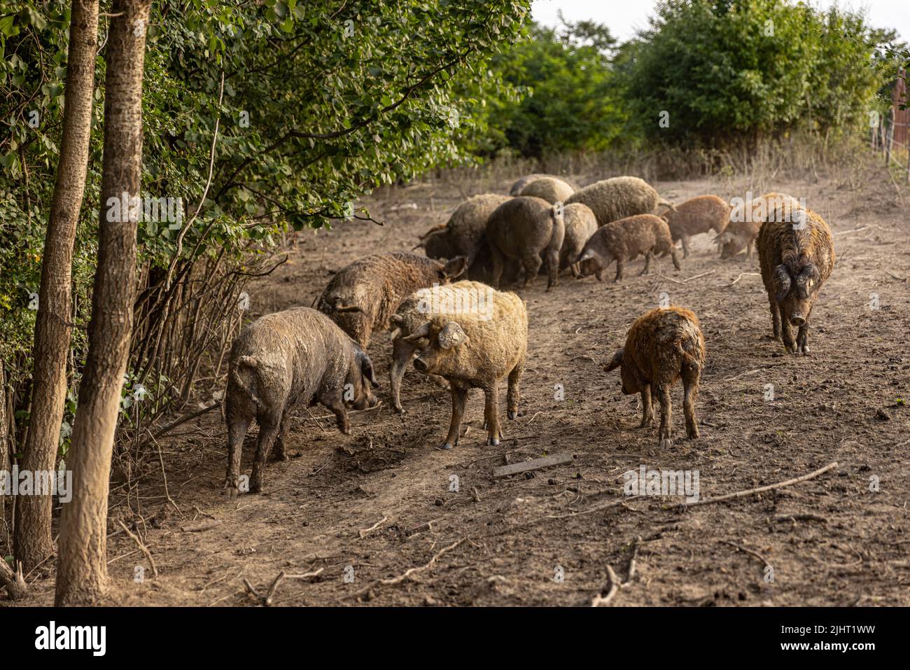 Mangalica Schweine auf der Weide. Mangalica mit lockiger, krauses Fell Stockfoto