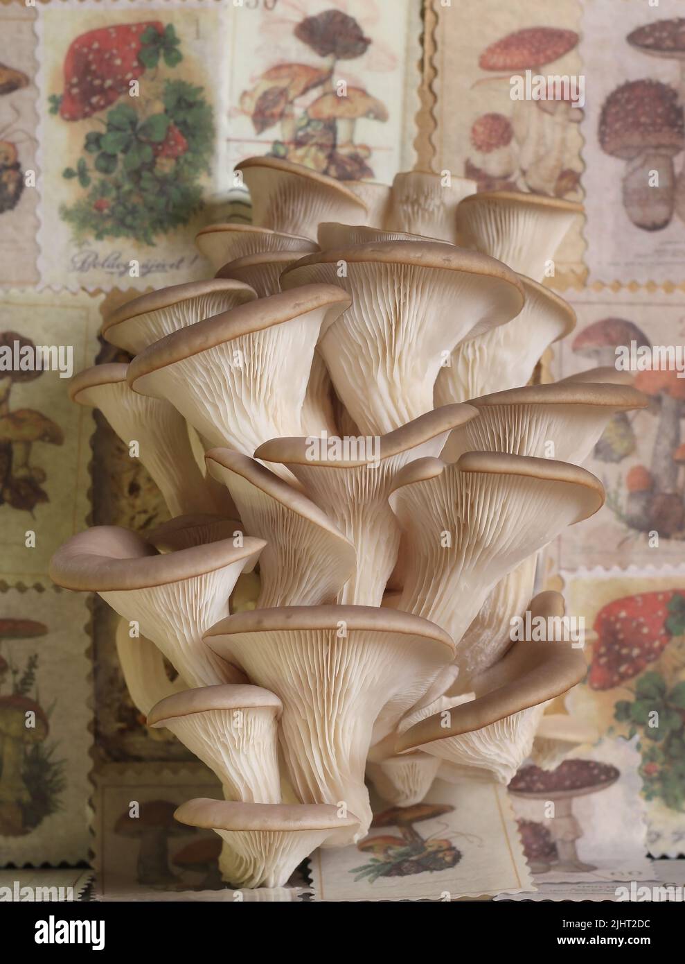 Frische Austernpilze auf dem Hintergrund verschiedener Pilze. Stockfoto
