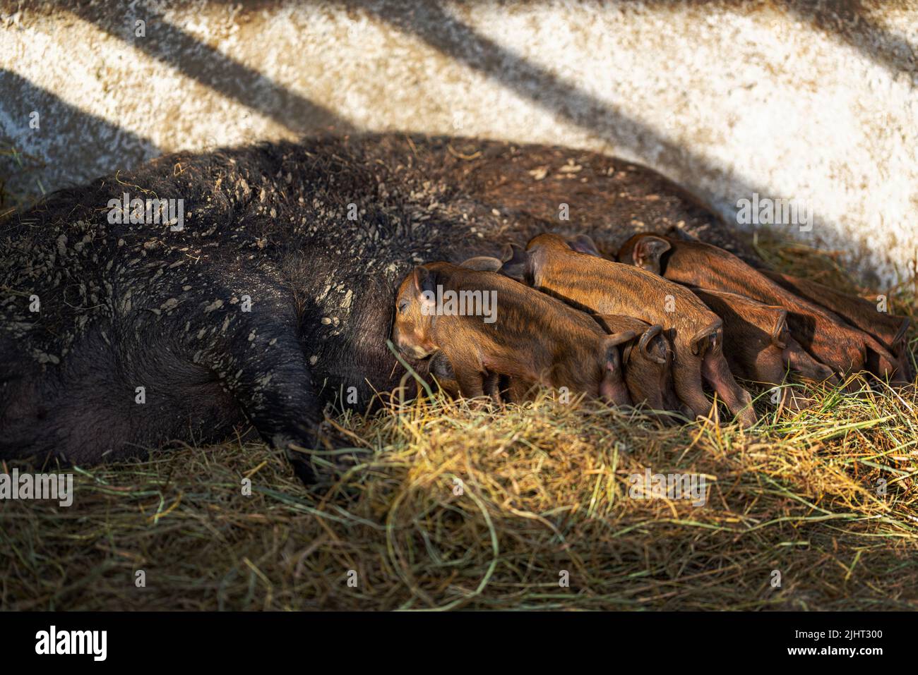 Die neugeborenen Mangalica-Ferkel säen die Sau Stockfoto