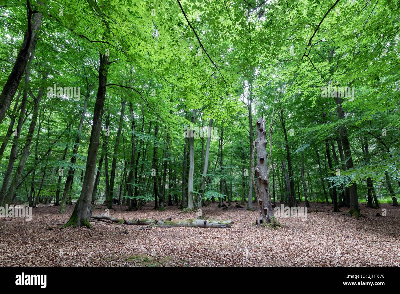 Teilweise abgestorbener Baumstamm im Laubwald Stockfoto