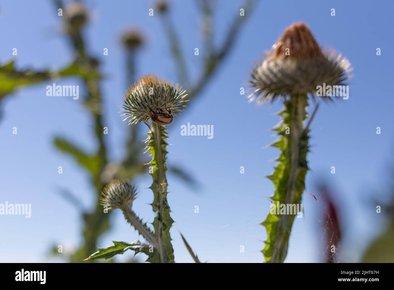 Hahnenkäfer hängt unter dem Blütenkopf einer Kratzdistel Stockfoto