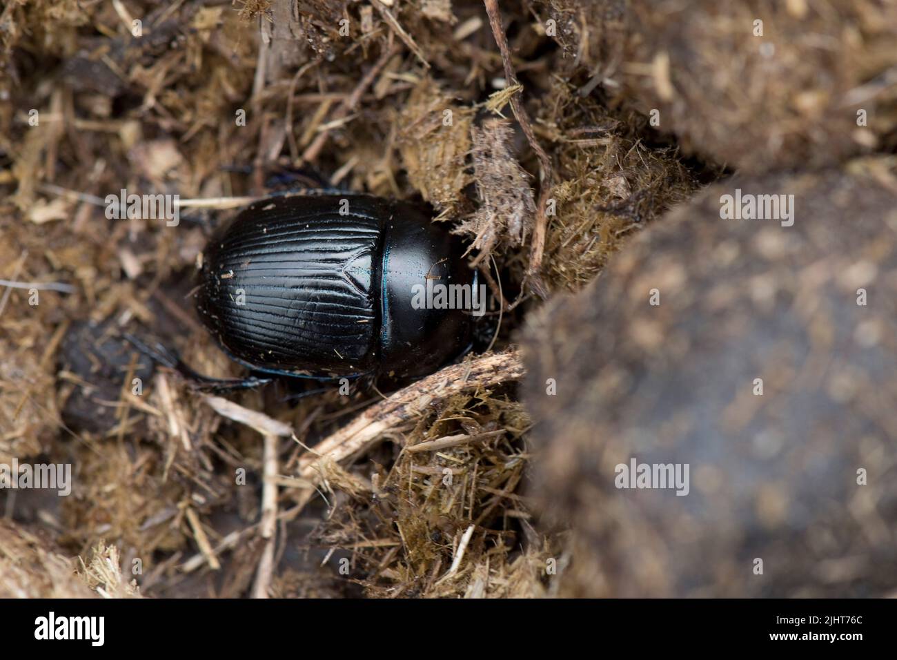 Dor Käfer oder Dungkäfer (Geotrupes stercorarius) ausgewachsener Käfer auf Eselskot, Bekshire, Juli Stockfoto