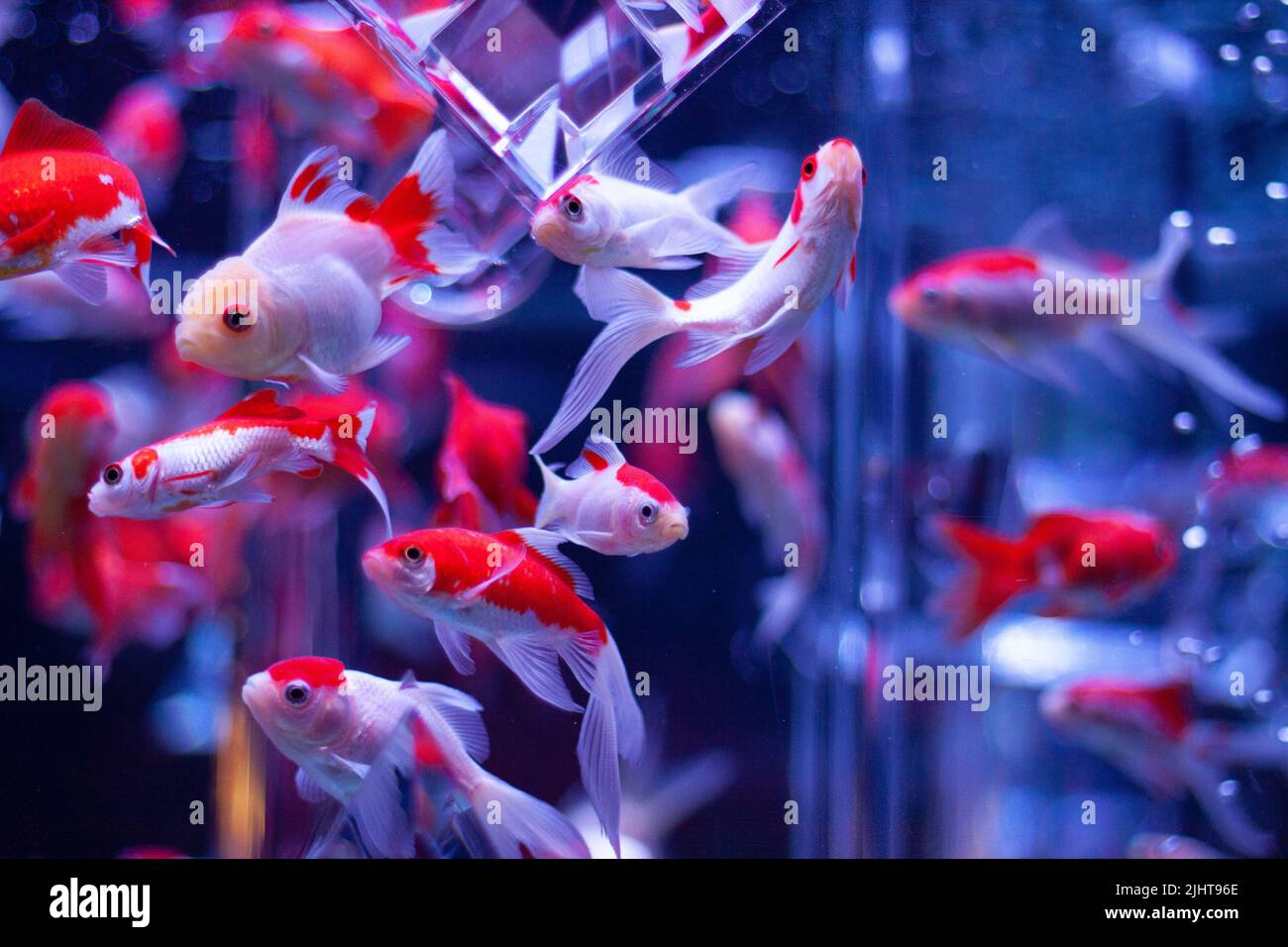 Sein Foto ist von einem kleinen Goldfisch. Einige von ihnen schwimmen in einem Aquarium, mit ihren rot-weißen Körpern und weißen Schwänzen. Stockfoto