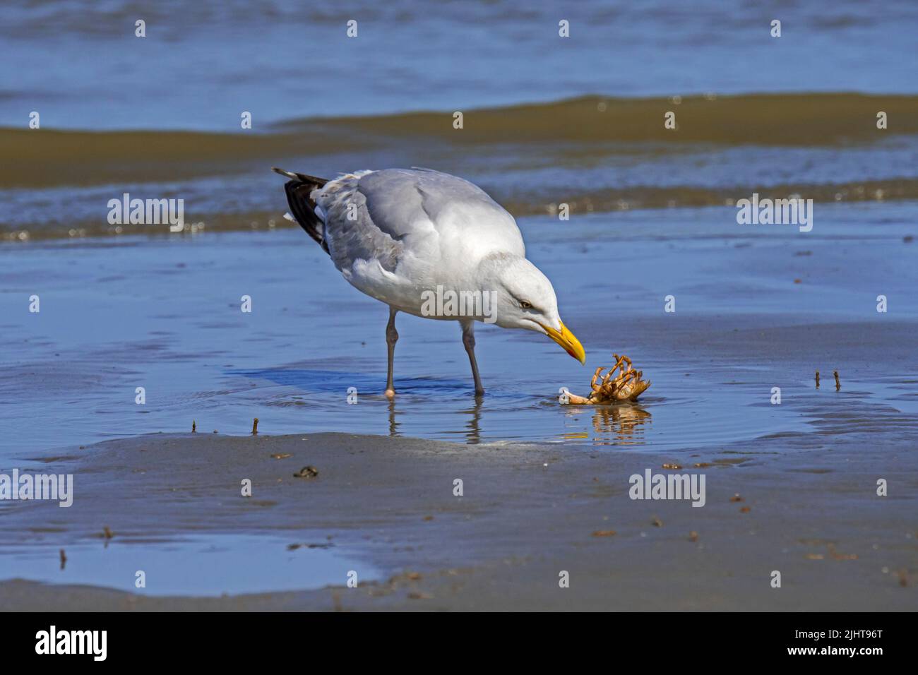 Die Europäische Heringmöwe (Larus argentatus) blickt im Sommer auf die seichende grüne Küstenkrabbe (Carcinus maenas) am Sandstrand entlang der Nordseeküste Stockfoto