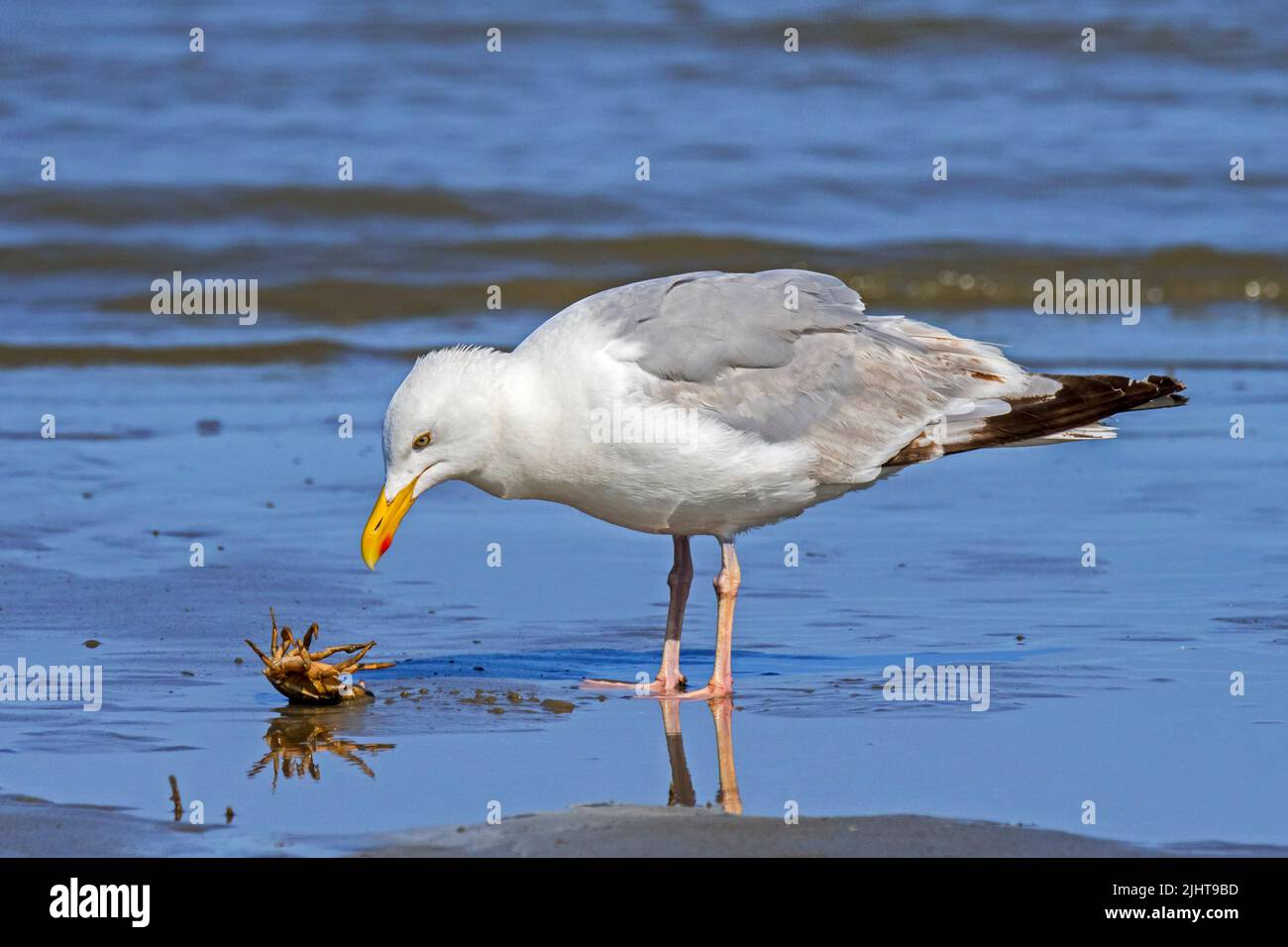 Die Europäische Heringmöwe (Larus argentatus) blickt im Sommer auf die seichende grüne Küstenkrabbe (Carcinus maenas) am Sandstrand entlang der Nordseeküste Stockfoto
