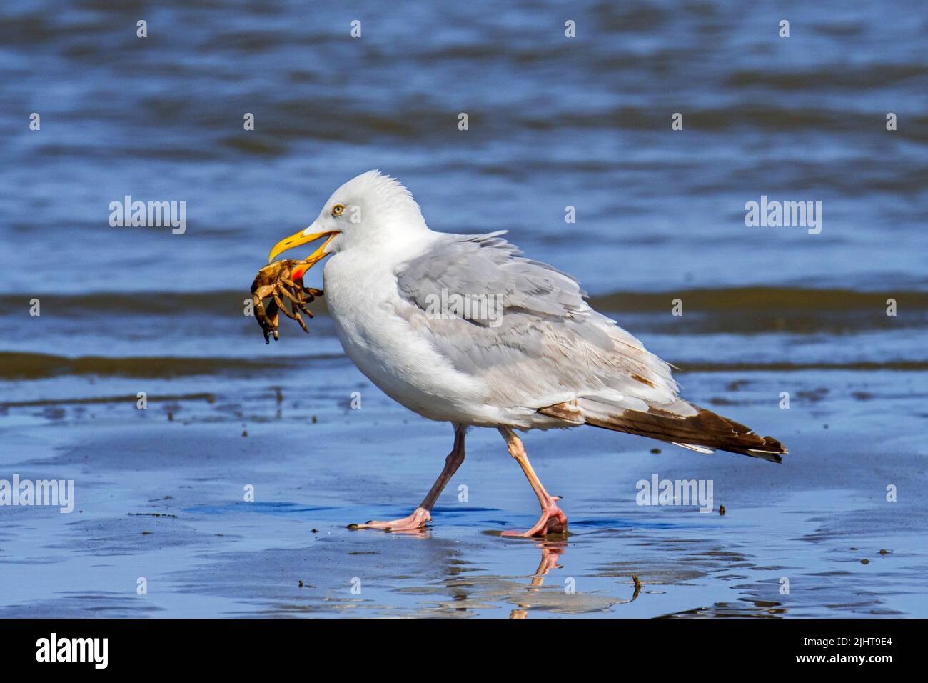 Hungrige europäische Heringsmöwe (Larus argentatus), die mit gefangenen grünen Küstenkrabben (Carcinus maenas) am Sandstrand entlang der Nordseeküste entfernt ist Stockfoto