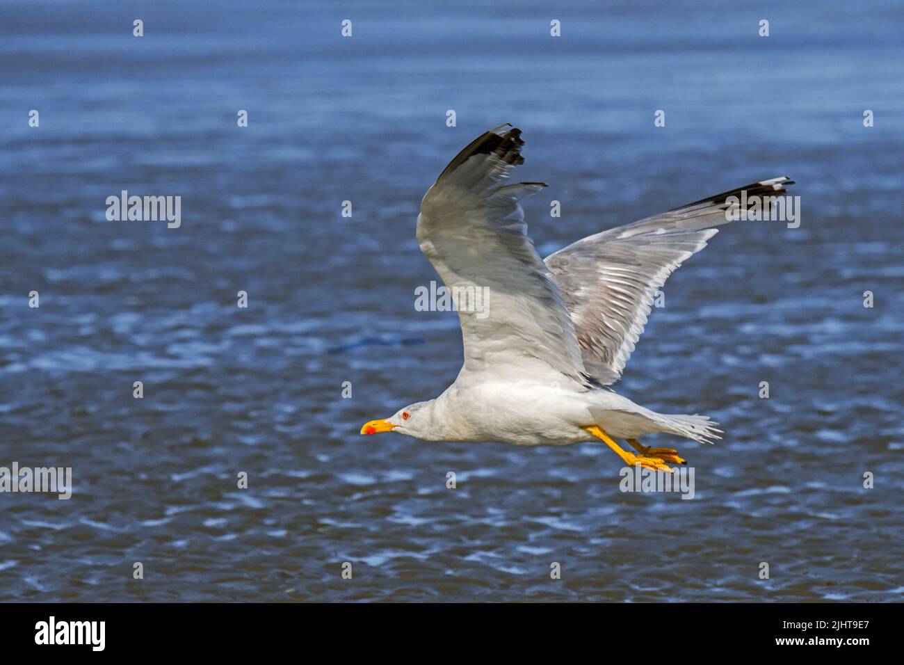 Im Sommer fliegt die Gelbmöwe (Larus michahellis) über den Sandstrand entlang der Nordseeküste Stockfoto