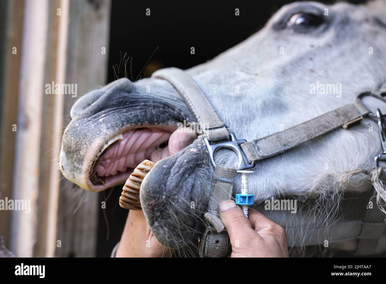 Pferd hat es Mund durch Pferdetierarzt geöffnet, eine Hand hält Zunge, vor der Anwendung Beruhigungsmittel. Nahaufnahme Detail zu Schnauze und Zähne Stockfoto