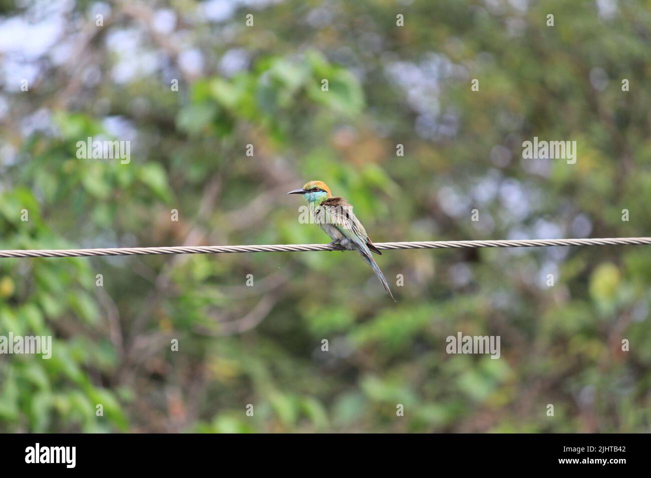 Indische grüne Bienenfresser, die auf der elektrischen Leitung sitzen. Indische mehrfarbige Bienenfresser, die auf der elektrischen Leitung sitzen Stockfoto