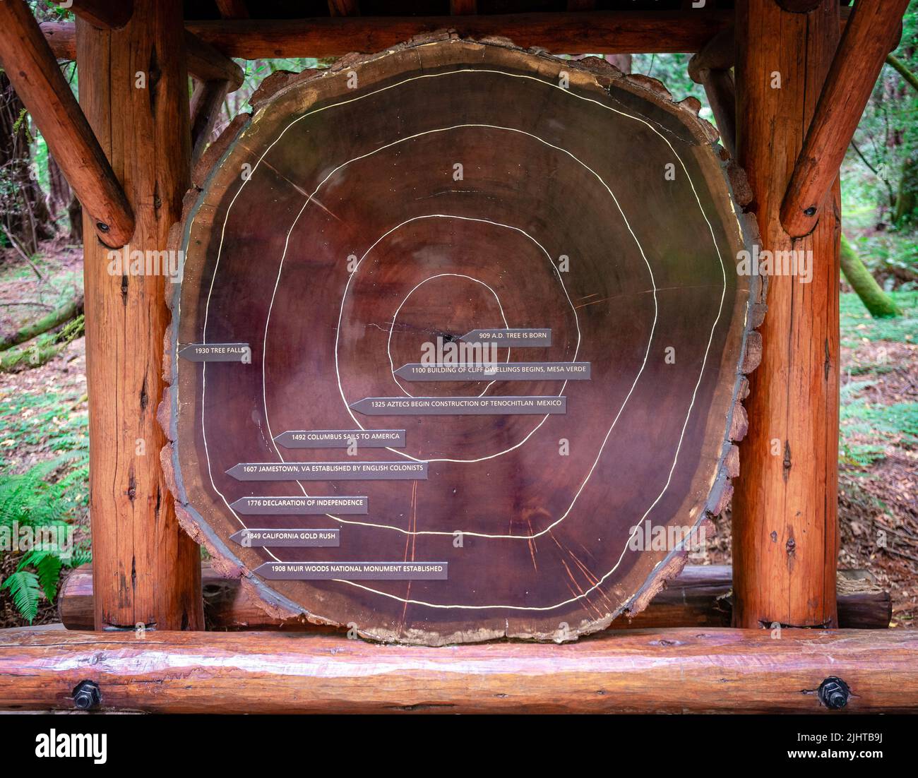 Querschnitt eines riesigen Redwood-Baumes aus dem Jahr 909 n. Chr., mit jährlichen Ringen, die mit historischen Ereignissen markiert sind. Muir Woods National Monument, CA, USA. Stockfoto