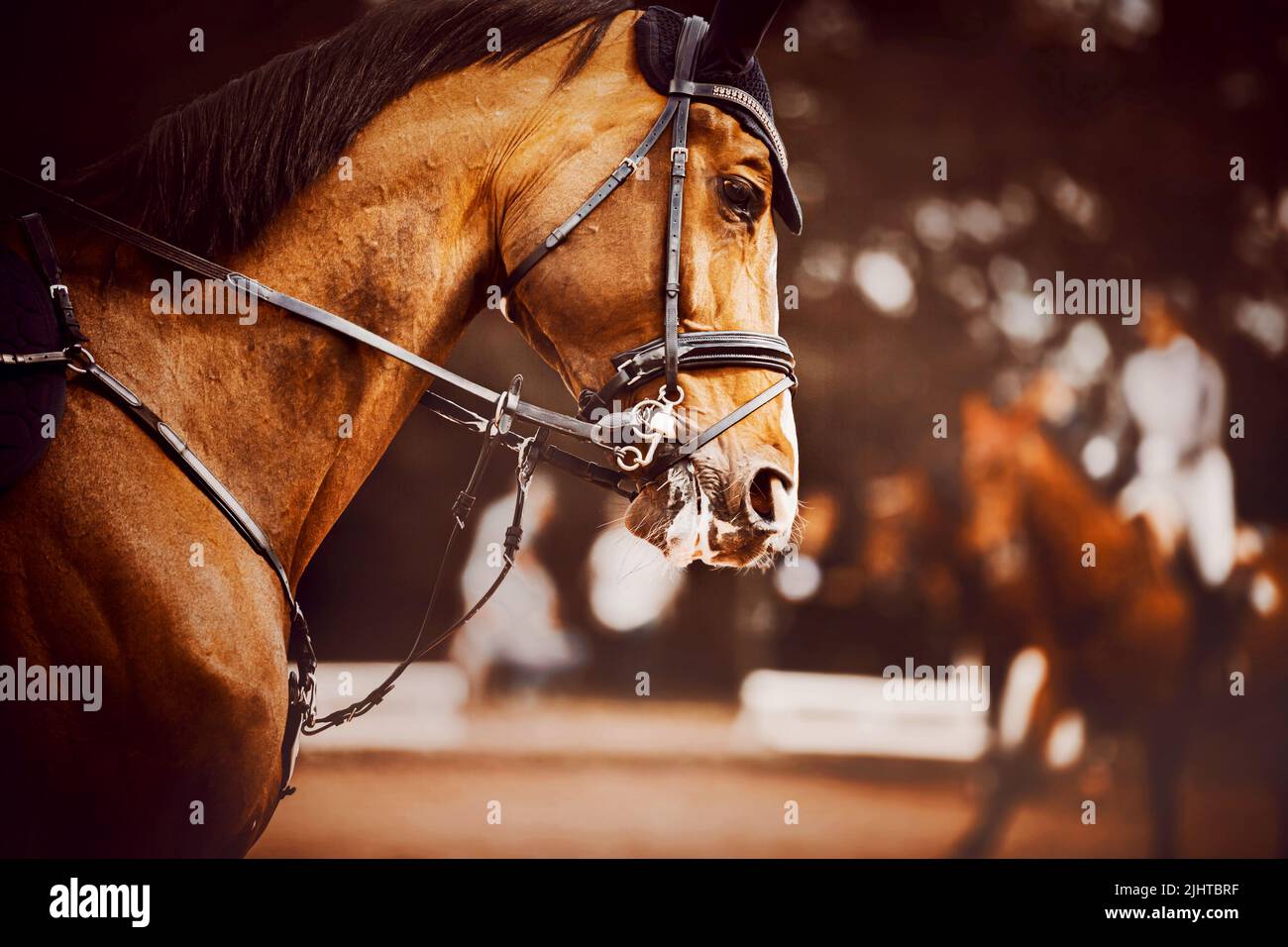 Porträt eines schönen Lorbeerpferdes mit einer dunklen Mähne und einem Zaumzeug an der Schnauze, das galoppiert. Reitsport. Reiten. Stockfoto