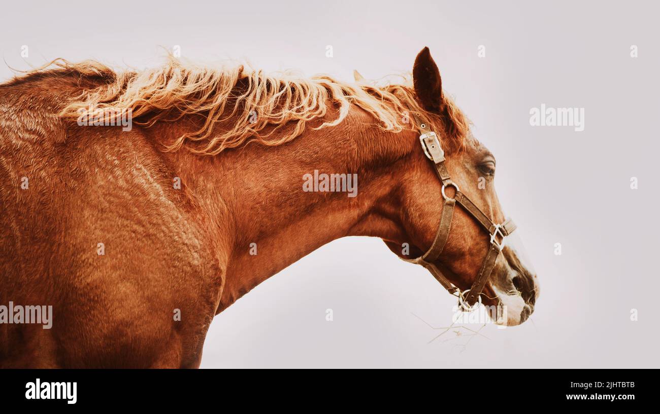 Porträt eines schönen Sauerampfer mit einer lockigen Mähne und einem Halfter an der Schnauze gegen einen bewölkten Himmel. Pferdesport. Stockfoto