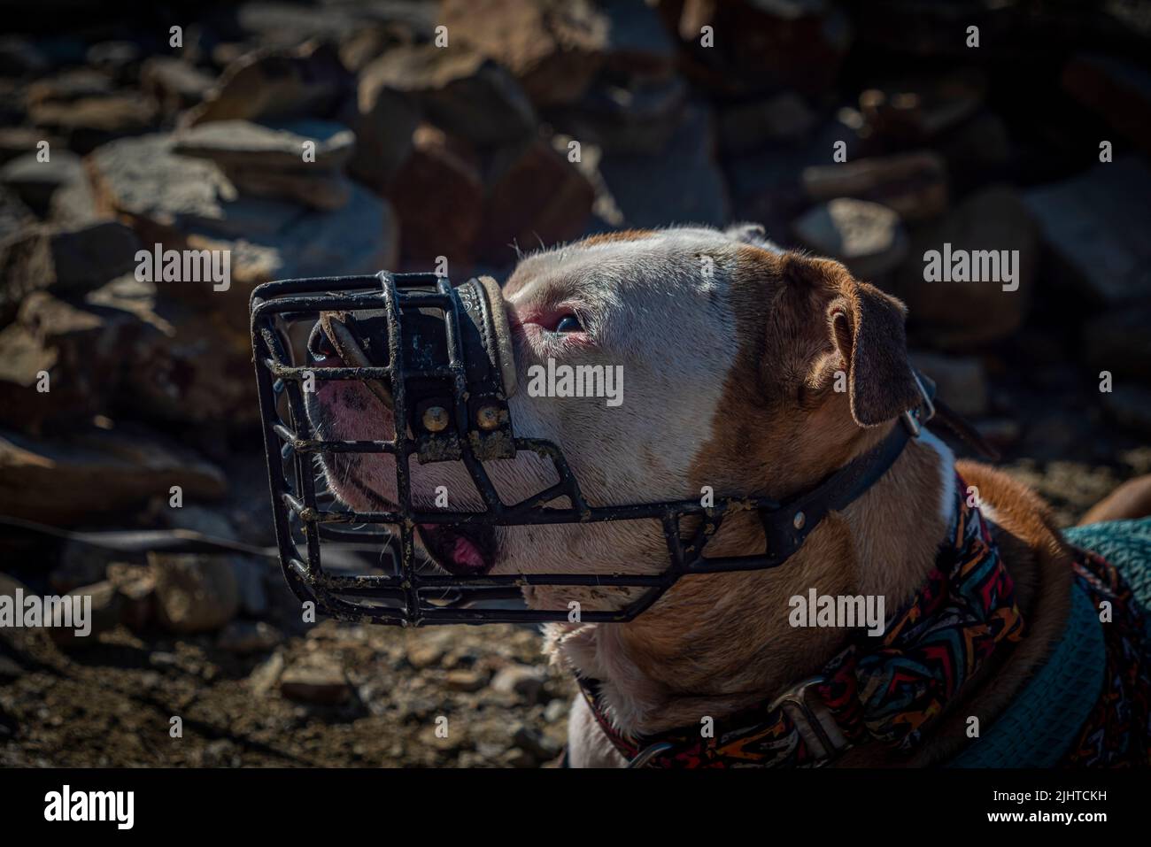 Pit Bull Terrier in der Nähe des heißen blauen Jadran-Meeres im Süden Sloweniens Stockfoto