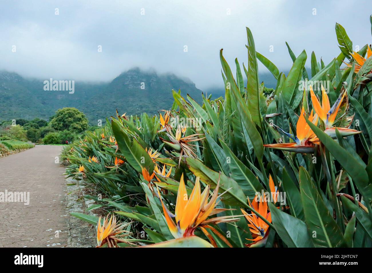 Strelitzia oder Paradiesvögel blüht im Nationalen Botanischen Garten Kirstenbosch Stockfoto