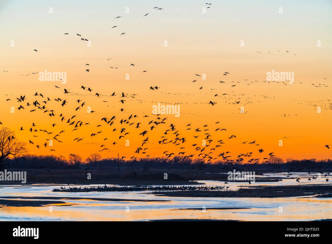Sandhill-Kraniche (Grus canadensis) bereit zum Aufbruch, Platte River, Sonnenuntergang, früher Frühling, Nebraska, USA, von Dominique Braud/Dembinsky Photo Assoc Stockfoto