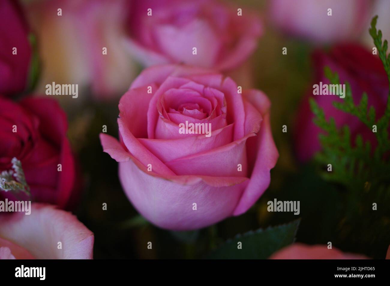 Nahaufnahme einer leidenschaftlichen rosa Rosenblume auf einem Blumenstrauß. Stockfoto