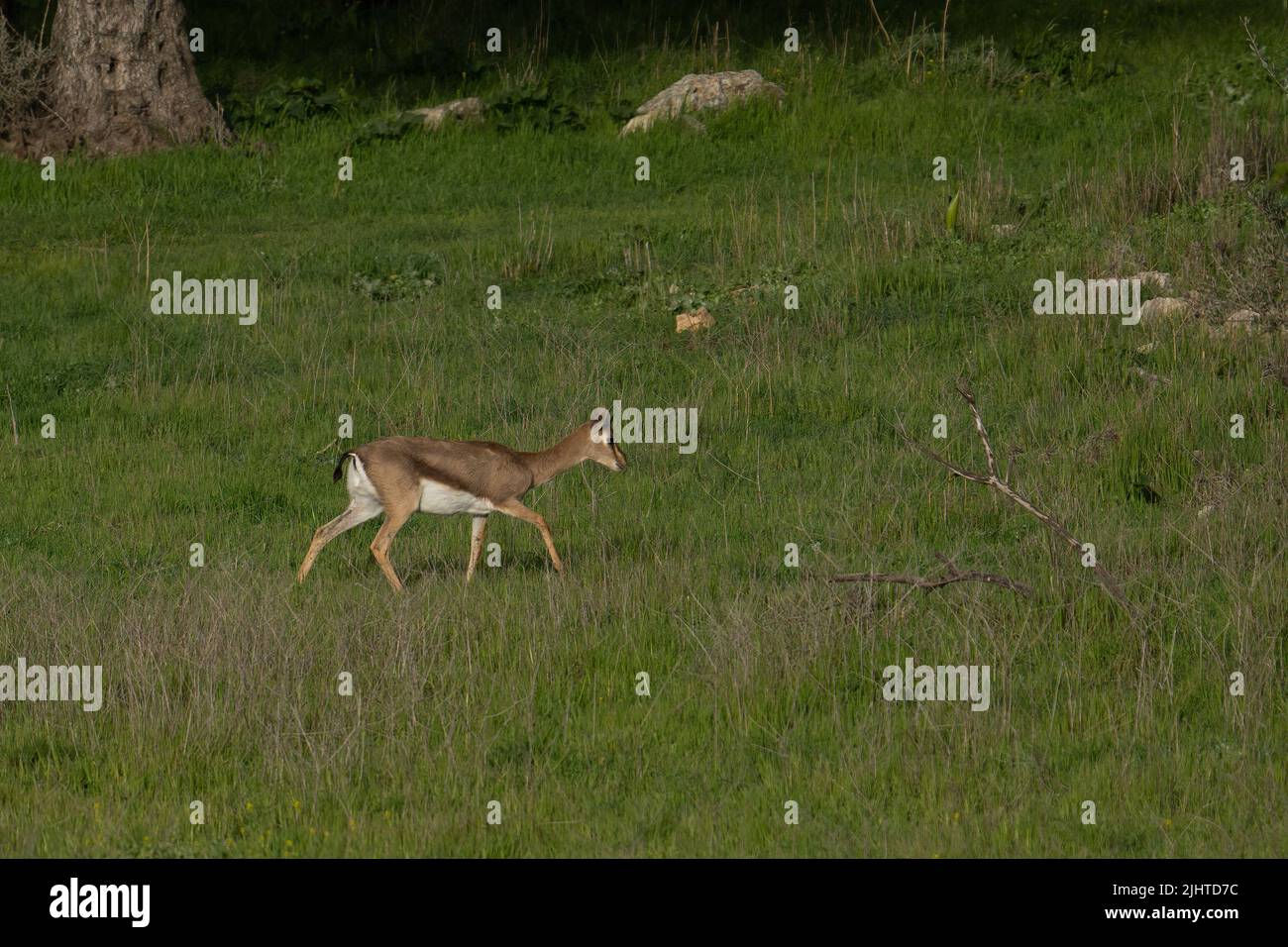 Urbane Natur in Jerusalem, Israel: Eine weibliche Gazelle im Gazelle-Park, einem Tal, das im Stadtgebiet freigelassen wurde. Stockfoto