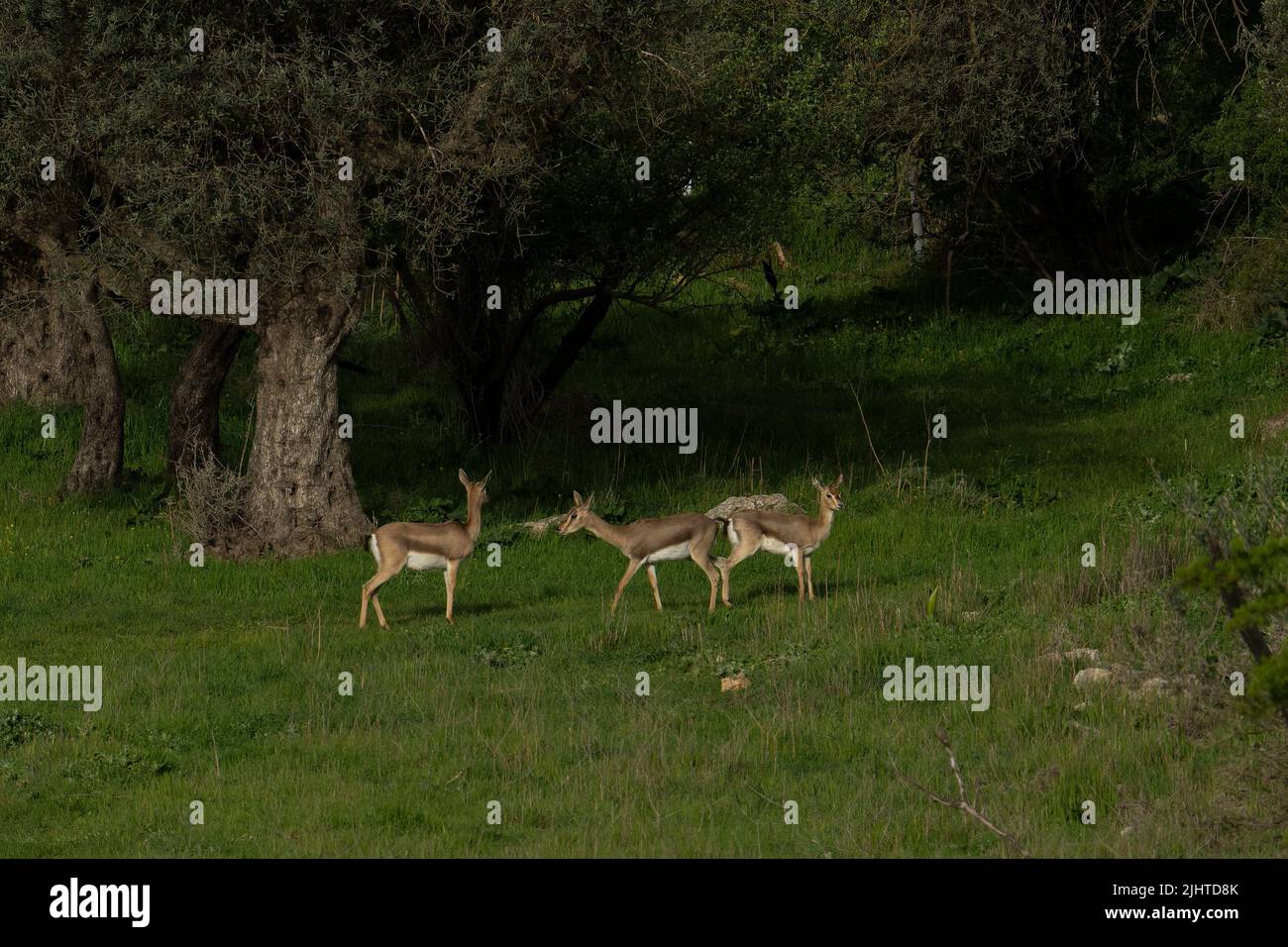 Urbane Natur in Jerusalem, Israel: Drei weibliche Gazellen im Gazelle Park, einem Tal, das im Stadtgebiet wild geblieben ist. Stockfoto