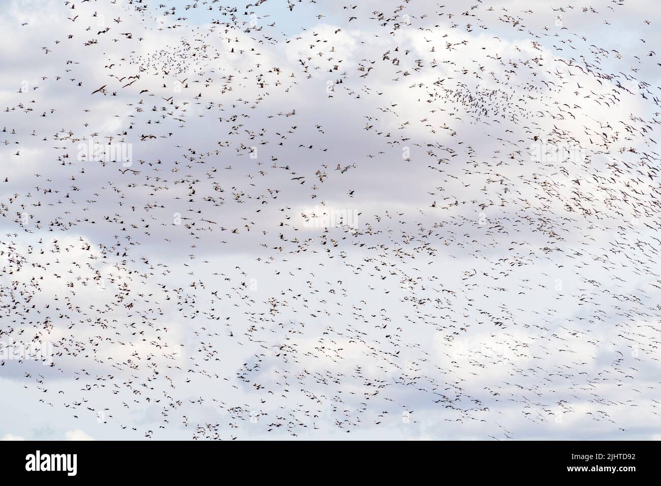 Sandhill-Kraniche (Grus canadensis), die über dem Platte River, Nebraska, USA, reiten, von Dominique Braud/Dembinsky Photo Assoc Stockfoto