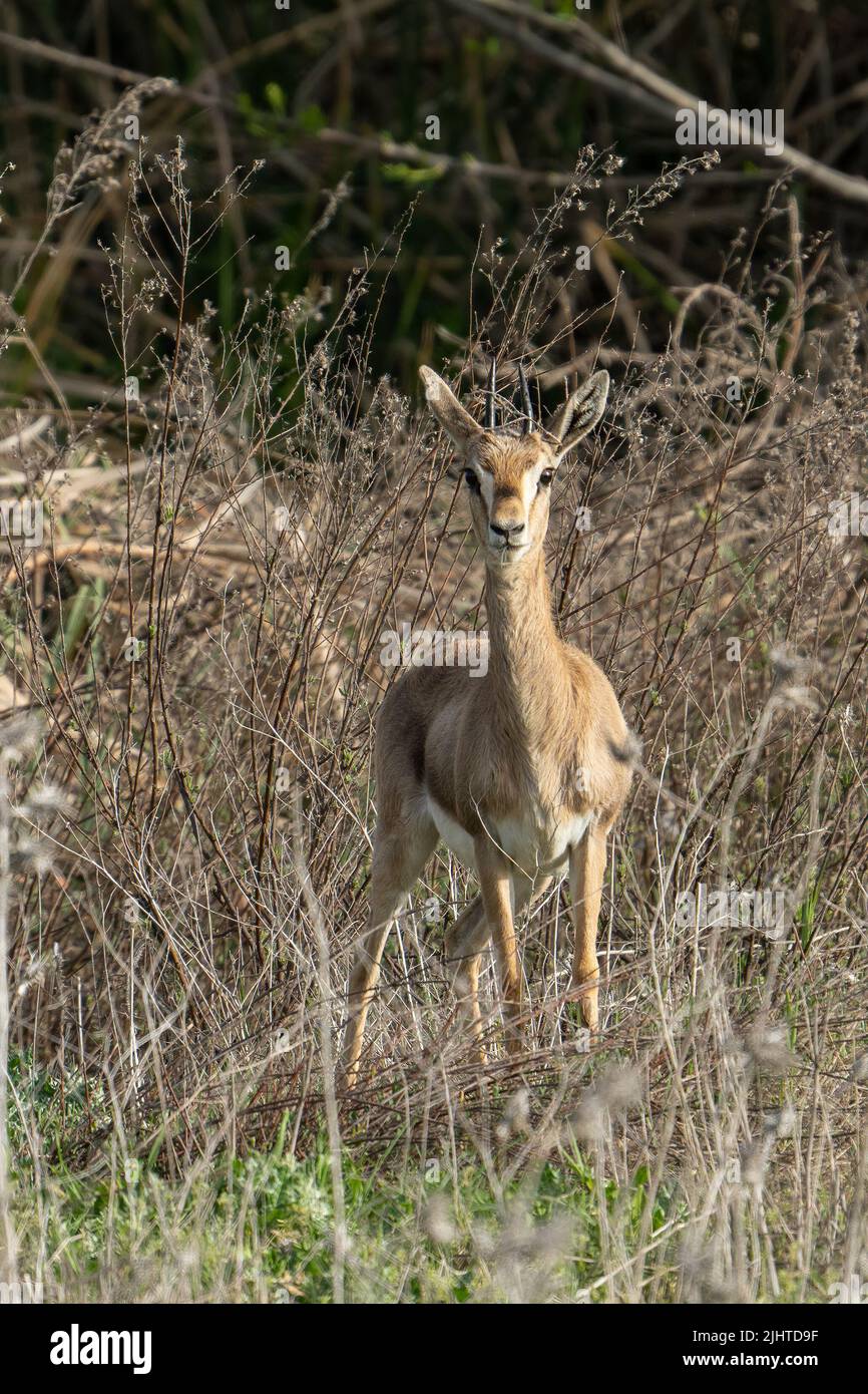 Eine Gazelle, getarnt von dichter, trockener Vegetation, an einem sonnigen Tag in Jerusalem, Israel. Stockfoto