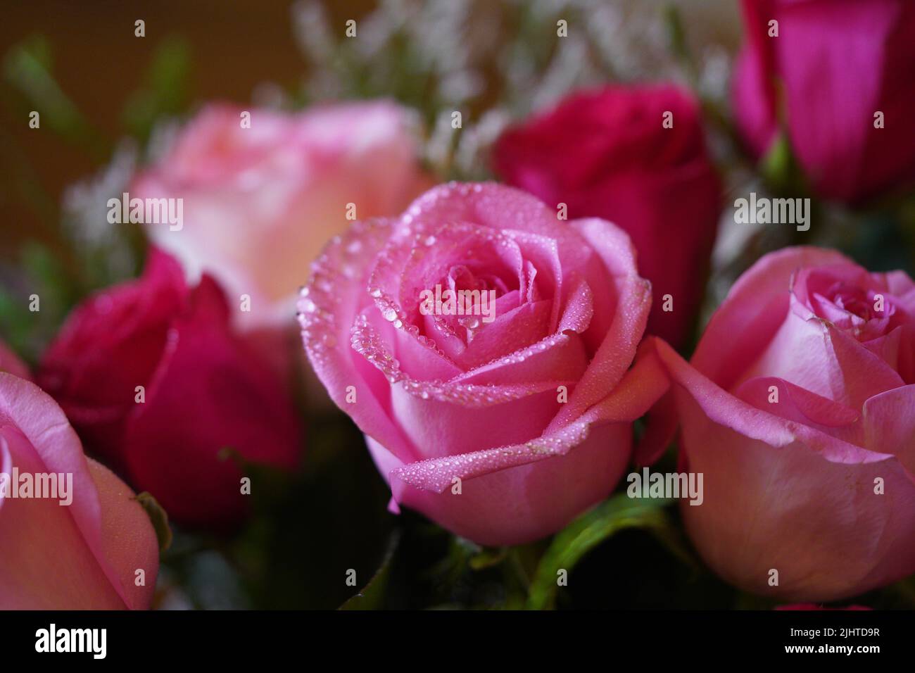 Nahaufnahme der leidenschaftlichen rosa Rosenblume mit Regentropfen. Auf einem Blumenstrauß. Stockfoto