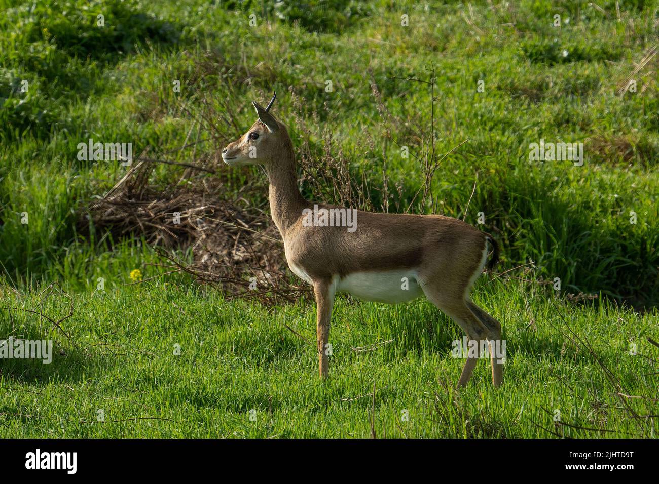 Eine weibliche Gazelle, die an einem sonnigen Tag in Jerusalem, Israel, auf einer Wiese steht. Stockfoto