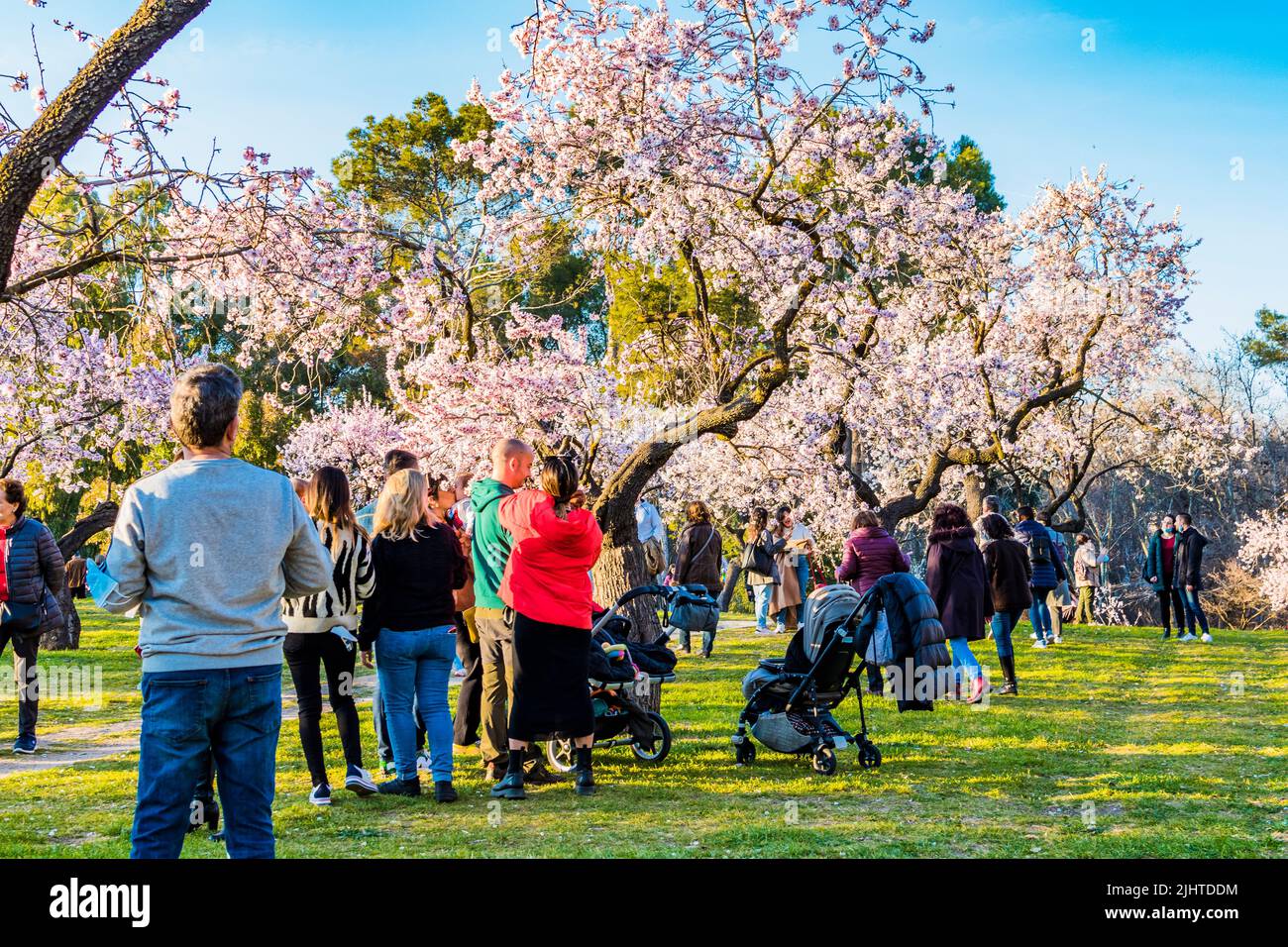 Blühende Mandelbäume. Park Quinta de los Molinos. Madrid, Comunidad de Madrid, Spanien, Europa Stockfoto