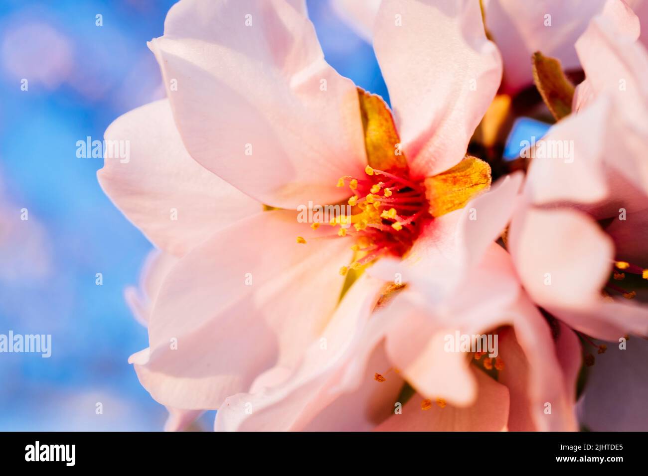 Mandelbaumblume. Park Quinta de los Molinos. Madrid, Comunidad de Madrid, Spanien, Europa Stockfoto