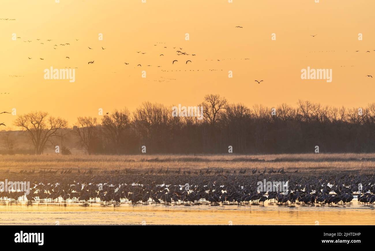 Sandhill-Kraniche (Grus canadensis) bereit zum Aufbruch, Platte River, Sonnenuntergang, früher Frühling, Nebraska, USA, von Dominique Braud/Dembinsky Photo Assoc Stockfoto Sandhill-Kraniche (Grus canadensis) bereit zum Aufbruch, Platte River, Sonnenuntergang, früher Frühling, Nebraska, USA, von Dominique Braud/Dembinsky Photo Assoc Stockfoto