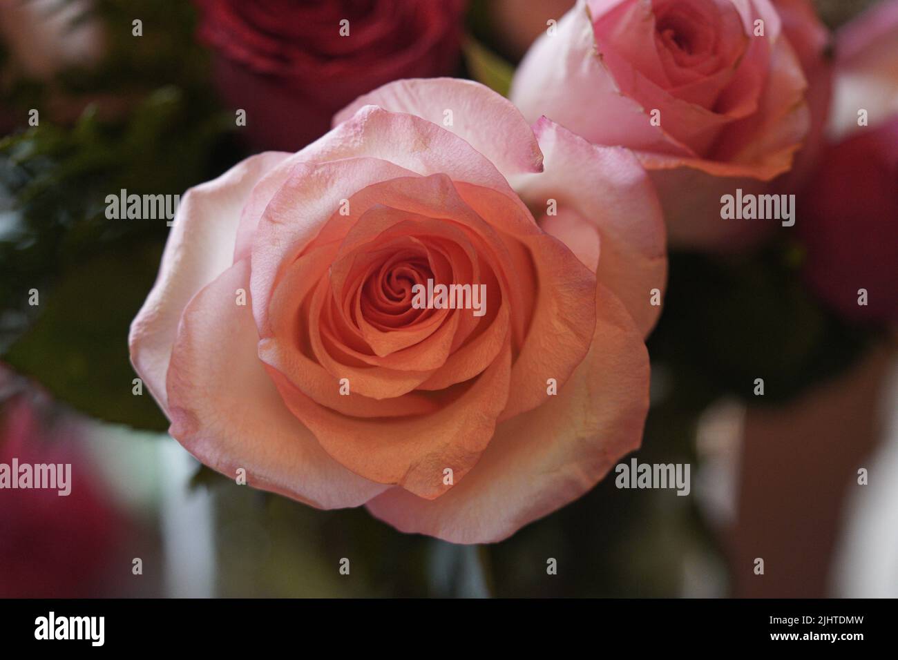 Nahaufnahme einer leidenschaftlichen rosa Rosenblume auf einem Blumenstrauß. Stockfoto