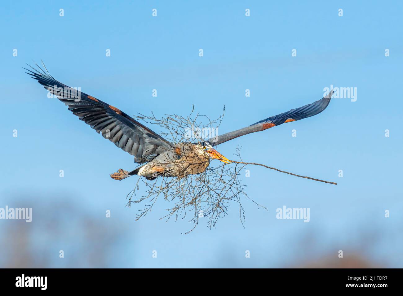 Blaureiher, fliegend, Nistmaterial zum Nest tragend, E Nordamerika, von Dominique Braud/Dembinsky Photo Assoc Stockfoto