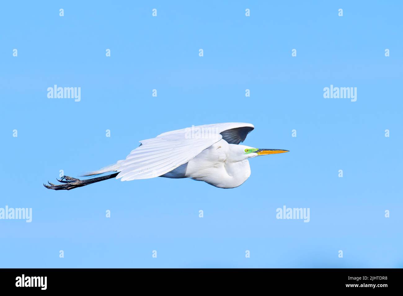 Silberreiher (Ardea alba), fliegend, E Nordamerika, von Dominique Braud/Dembinsky Photo Assoc Stockfoto