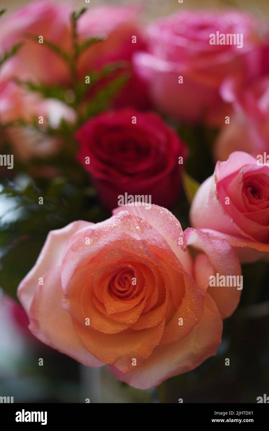 Nahaufnahme der leidenschaftlichen rosa Rosenblume mit Regentropfen. Auf einem Blumenstrauß. Stockfoto