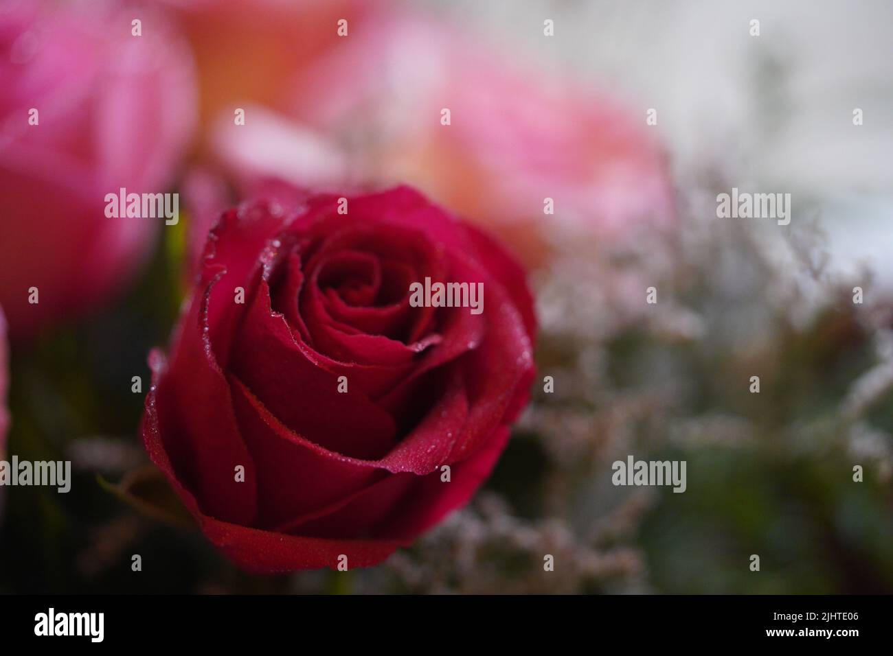 Nahaufnahme einer leidenschaftlichen roten Rosenblüte, die mit Regentropfen bedeckt ist Stockfoto