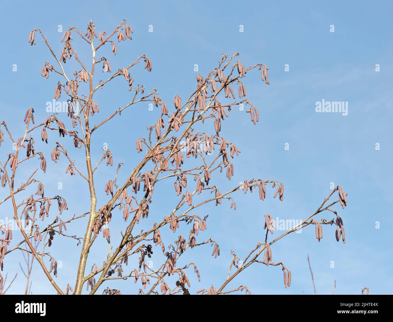 Die männlichen Kätzchen der Alnus glutinosa entwickeln sich an einem Flussufer, Wiltshire, Großbritannien, Januar. Stockfoto