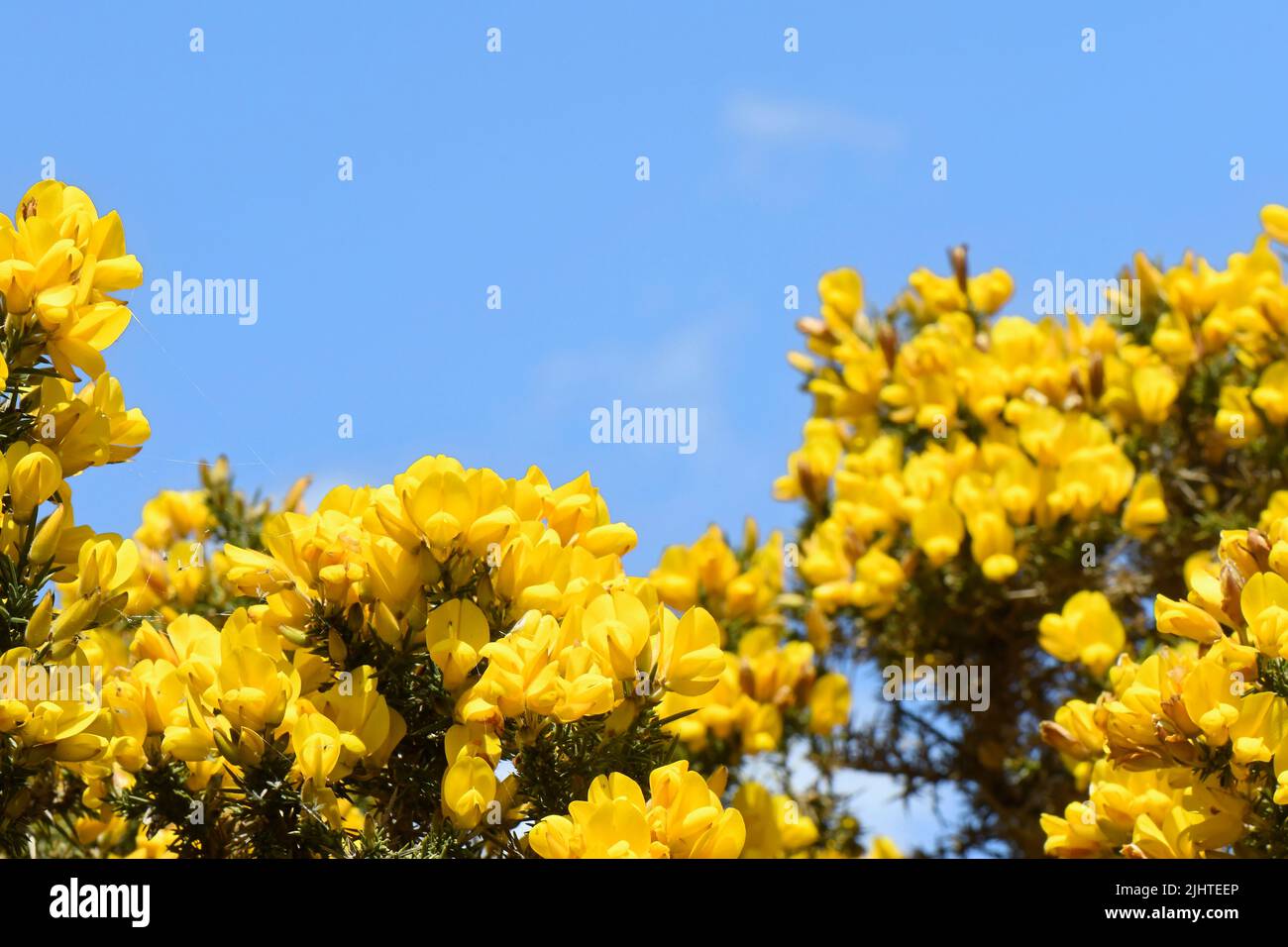 Gewöhnlicher Ginster (Ulex europaeus), blühender Busch vor blauem Himmel, Worth Matravers, Dorset, Großbritannien, Mai. Stockfoto