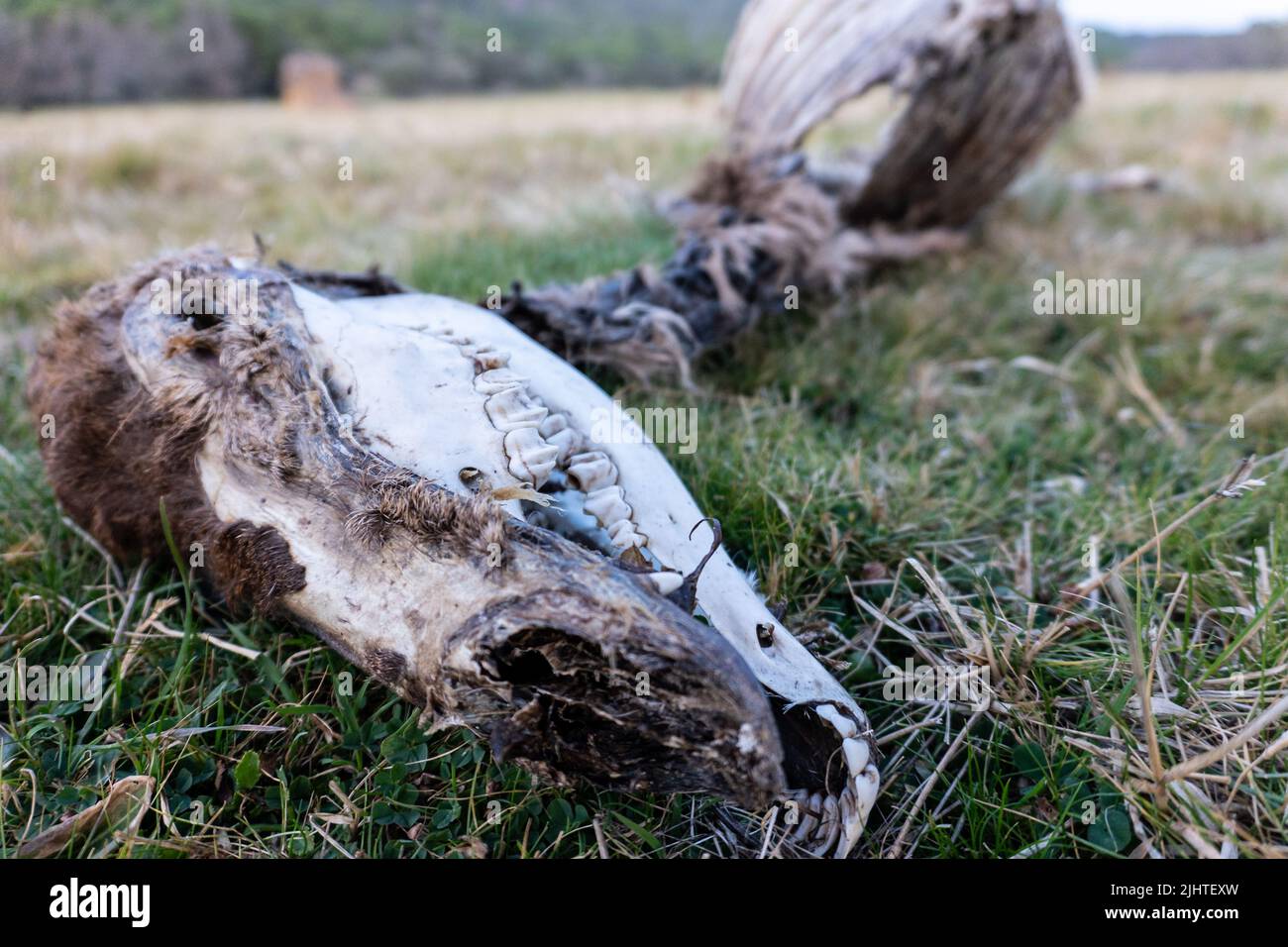 Nahaufnahme eines Skeletts eines toten Hirsches im Wald auf dem Gras Stockfoto