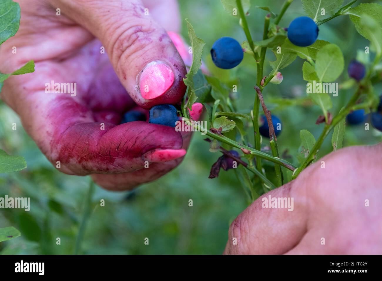 Frau, die in der Hand wilde Blaubeeren aus dem sonnenbeschienenen Strauch im Wald aufholt, Nahaufnahme Detail Stockfoto