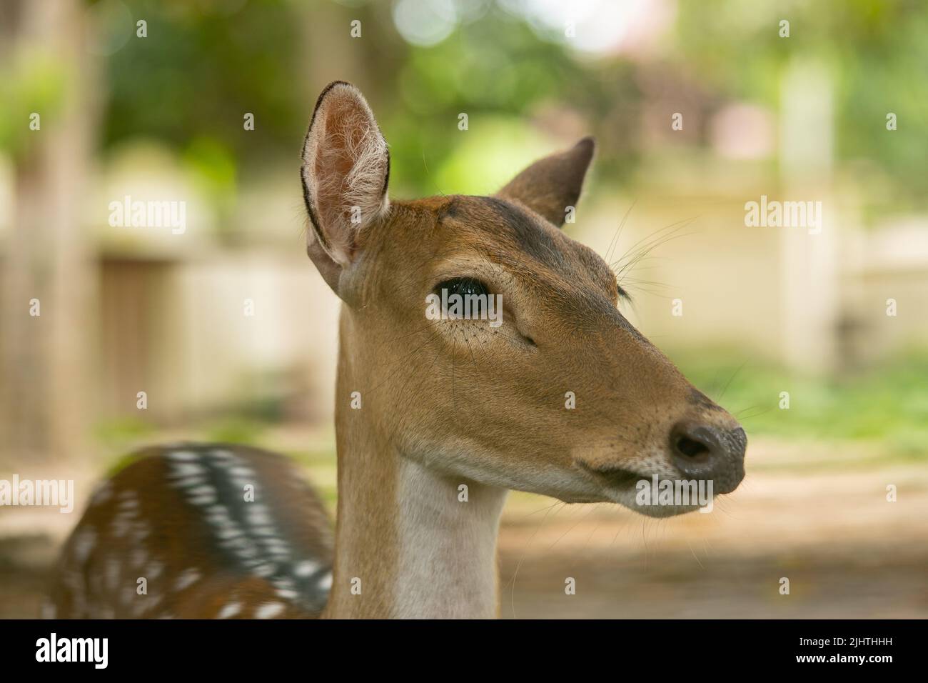 Niedliches Rehkitz. „Doe Head“ Stockfoto