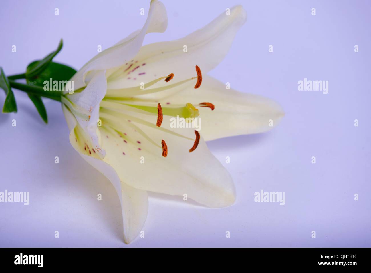 Weiße Lilie lila Hintergrund, Stempeln und Staubgefäße Stockfoto