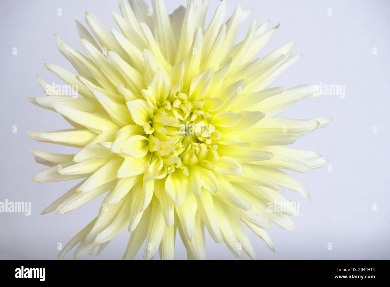 Weiße Dahlien Nahaufnahme hellen Hintergrund Stockfoto