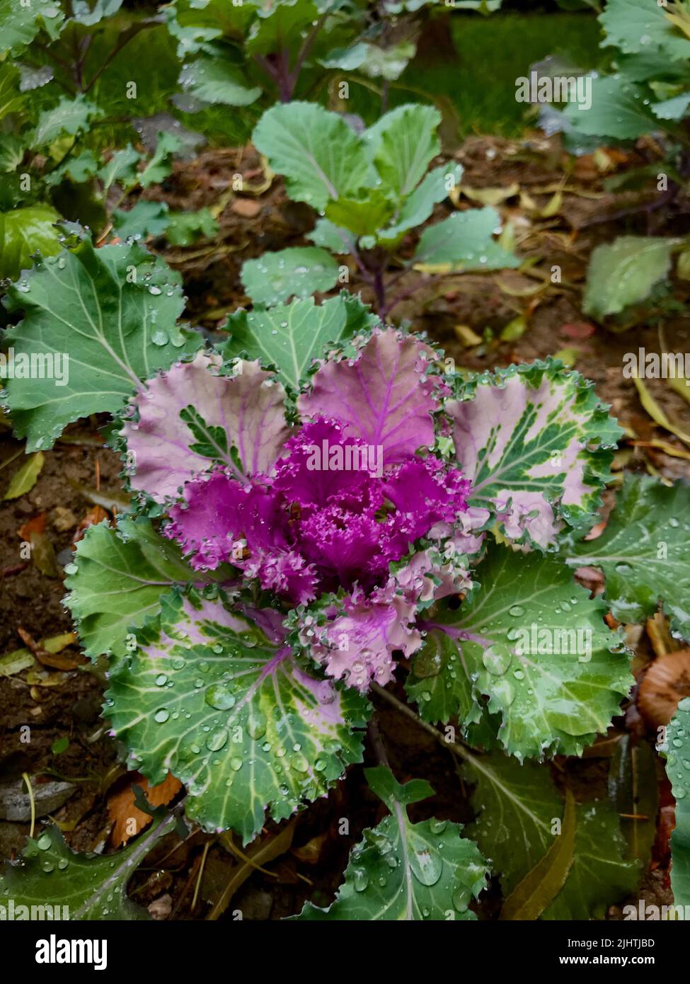 Eine vertikale Aufnahme von kleinen Wassertropfen auf violette Blütenblätter Stockfoto