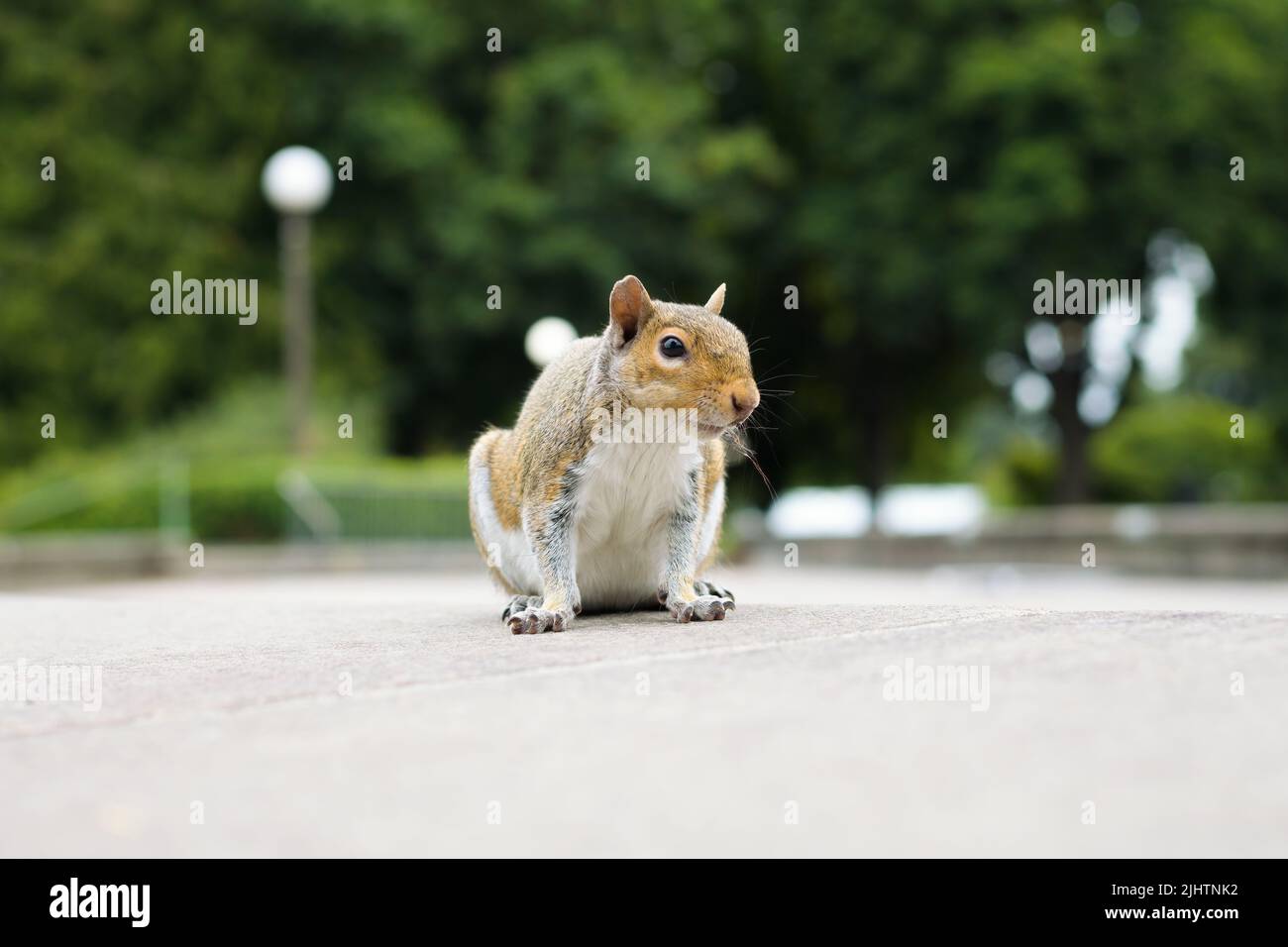 Einzelnes wildes Eichhörnchen auf Augenhöhe mit unfokussiertem Hintergrund auf dem Bürgersteig in einer Dreiviertel-Pose Stockfoto