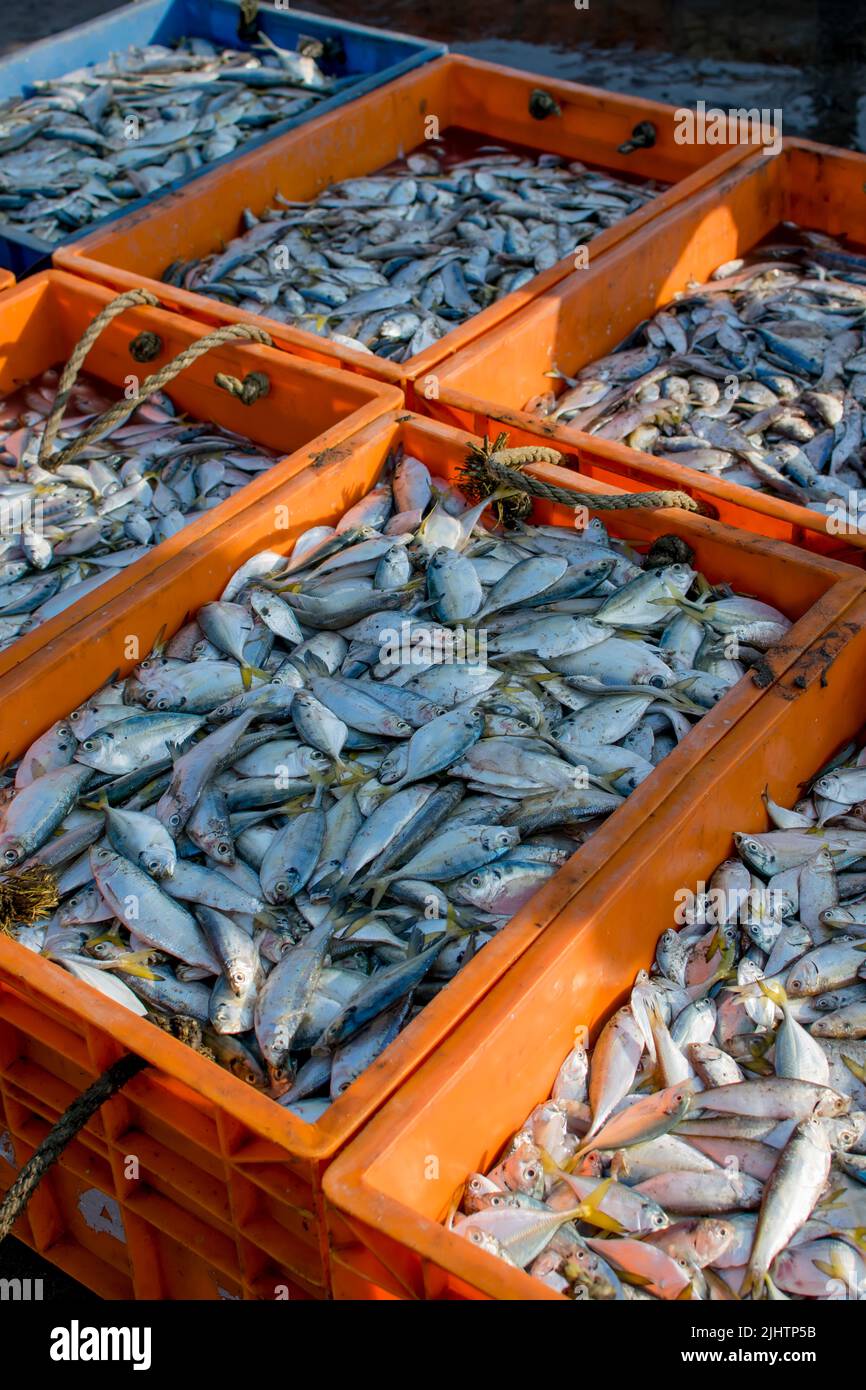 Gefangene Salzwasserfische, die in Kisten gefüllt wurden, um sie auf dem Markt zu verkaufen. Selektiver Fokus verwendet. Stockfoto