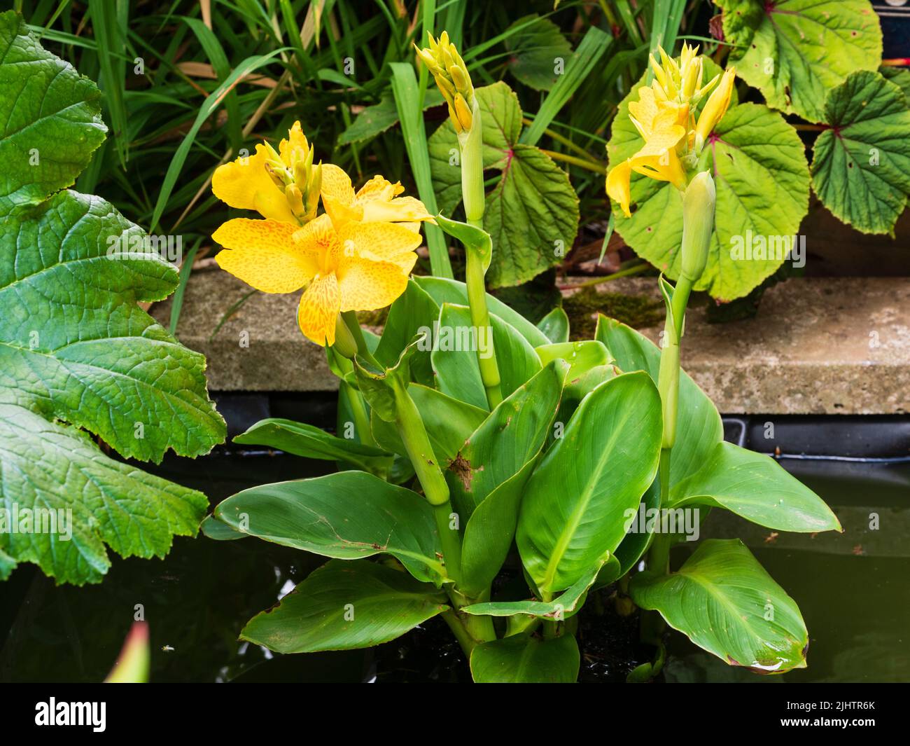 Rot gefleckte gelbe Blüten der Happy-Serie Canna 'Emily', die als halbwinterharte Randgewässer in einem kleinen britischen Gartenteich wächst Stockfoto