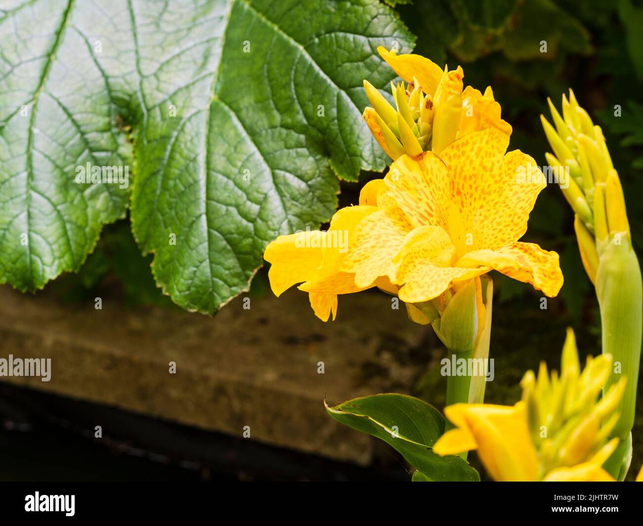 Rot gefleckte gelbe Blüten der Happy-Serie Canna 'Emily', die als halbwinterharte Randgewässer in einem kleinen britischen Gartenteich wächst Stockfoto